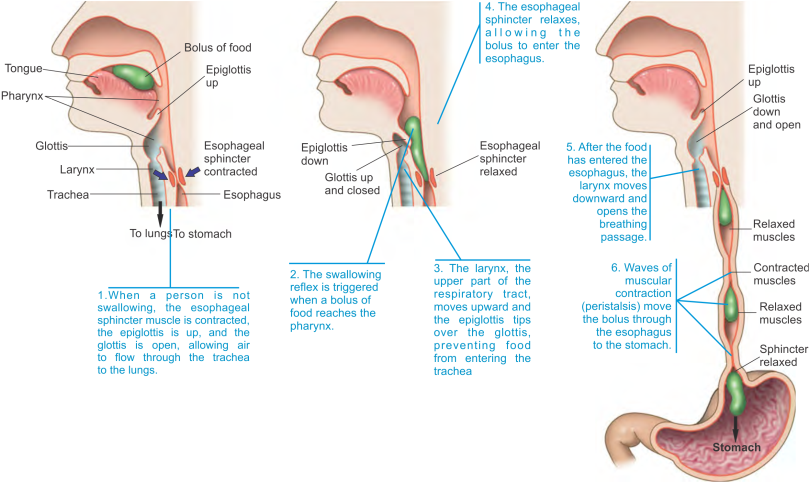 Mammalian Digestive System | The Oral Cavity, Pharynx, and Esophagus